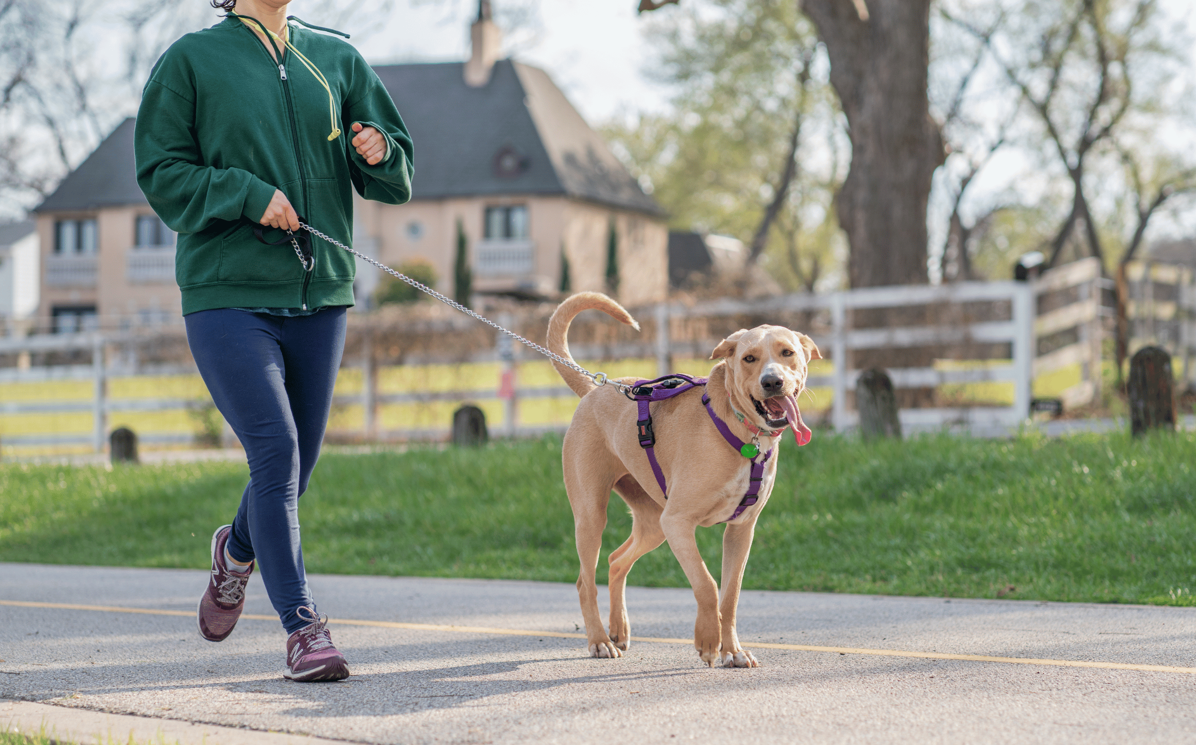 How Often Should You Walk Your Dog? (No, Your Backyard Doesn't Count)